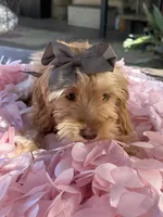 Mini goldendoodle green hazel eyes , a female Miniature Goldendoodle for sale in Menifee, CA – 6 of 8