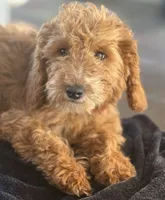 Boy mini goldendoodle , a male Miniature Goldendoodle for sale in Menifee, CA – 6 of 8