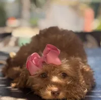  Goldendoodle, beautiful green hazel eyes, a female Miniature Goldendoodle for sale in Menifee, CA – 4 of 6