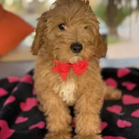 Handsome Mini Goldendoodle, a male Miniature Goldendoodle for sale in Menifee, CA – Photo 5 of 7