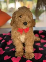 Handsome Mini Goldendoodle, a male Miniature Goldendoodle for sale in Menifee, CA – Photo 5 of 7