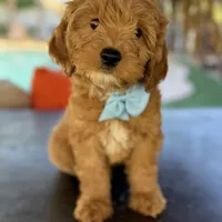 Handsome Mini Goldendoodle, a male Miniature Goldendoodle for sale in Menifee, CA – Photo 7 of 7
