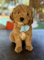 Handsome Mini Goldendoodle, a male Miniature Goldendoodle for sale in Menifee, CA – Photo 7 of 7