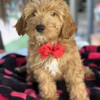 Handsome Mini Goldendoodle, a male Miniature Goldendoodle for sale in Menifee, CA – Photo 3 of 7