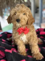 Handsome Mini Goldendoodle, a male Miniature Goldendoodle for sale in Menifee, CA – Photo 3 of 7
