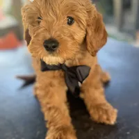 Handsome Mini Goldendoodle, a male Miniature Goldendoodle for sale in Menifee, CA – Photo 6 of 7