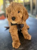 Handsome Mini Goldendoodle, a male Miniature Goldendoodle for sale in Menifee, CA – Photo 6 of 7