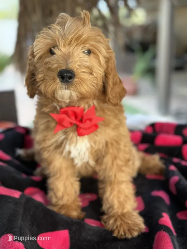 Handsome Mini Goldendoodle