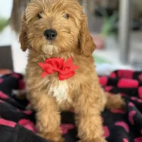 Handsome Mini Goldendoodle, a male Miniature Goldendoodle for sale in Menifee, CA – Photo 1 of 7