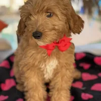 Handsome Mini Goldendoodle, a male Miniature Goldendoodle for sale in Menifee, CA – Photo 2 of 7