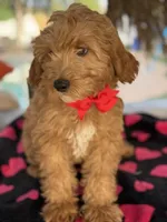 Handsome Mini Goldendoodle, a male Miniature Goldendoodle for sale in Menifee, CA – Photo 2 of 7