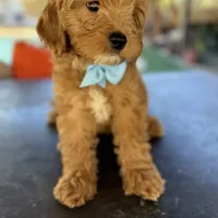 Handsome Mini Goldendoodle, a male Miniature Goldendoodle for sale in Menifee, CA – Photo 4 of 7
