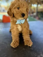 Handsome Mini Goldendoodle, a male Miniature Goldendoodle for sale in Menifee, CA – Photo 4 of 7