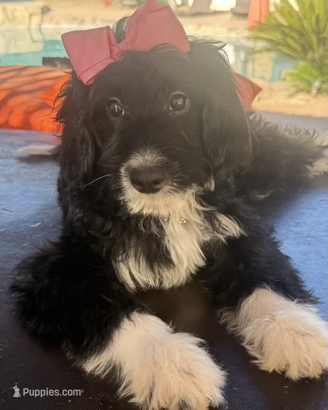 Beautiful mini bernedoodle  – Miniature Bernedoodle puppy for sale in Menifee, CA