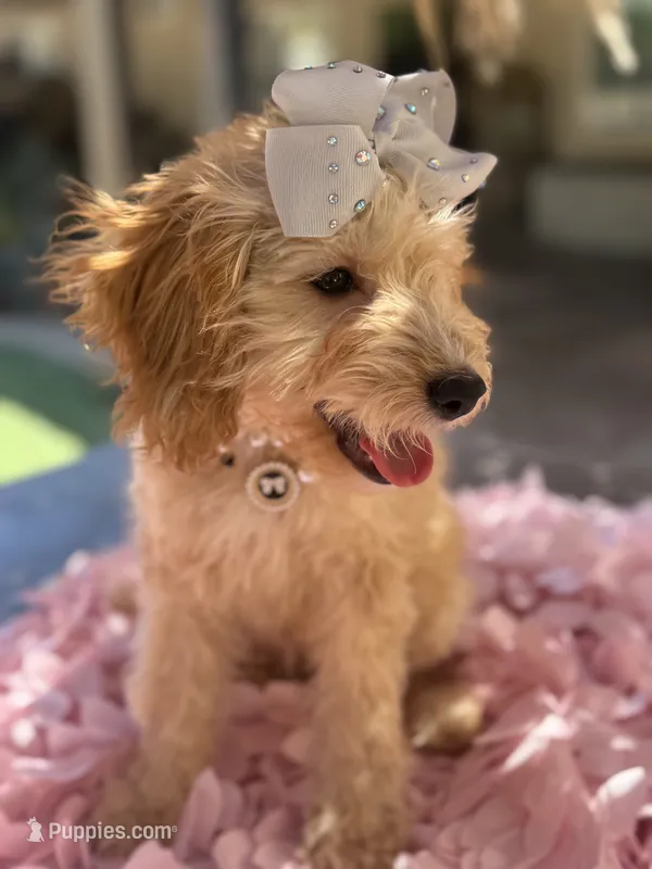 Mini goldendoodle cream color  – Miniature Goldendoodle puppy for sale in Menifee, CA