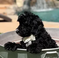 Boy mini bernedoodle , a male Miniature Bernedoodle for sale in Menifee, CA – 4 of 4