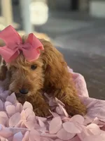 Mini goldendoodle , a female Miniature Goldendoodle for sale in Menifee, CA – 2 of 7