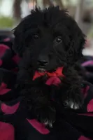 Handsome Aussiedoodle, a male Miniature Aussiedoodle for sale in Menifee, CA – Photo 1 of 6