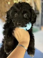 Handsome Aussiedoodle, a male Miniature Aussiedoodle for sale in Menifee, CA – Photo 5 of 6