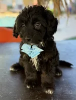 Handsome Aussiedoodle, a male Miniature Aussiedoodle for sale in Menifee, CA – Photo 4 of 6