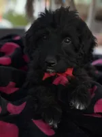 Handsome Aussiedoodle, a male Miniature Aussiedoodle for sale in Menifee, CA – Photo 3 of 6