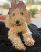 Cream mini goldendoodle , a female Miniature Goldendoodle for sale in Menifee, CA – 4 of 8