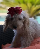 Mini goldendoodle cream color , a female Miniature Goldendoodle for sale in Menifee, CA – 3 of 6