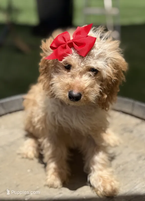 Mini goldendoodle cream color  – Miniature Goldendoodle puppy for sale in Menifee, CA
