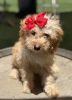 Mini goldendoodle cream color , a female Miniature Goldendoodle for sale in Menifee, CA – 1 of 6