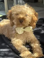 Mini goldendoodle green hazel eyes, a male Miniature Goldendoodle for sale in Menifee, CA – 2 of 6