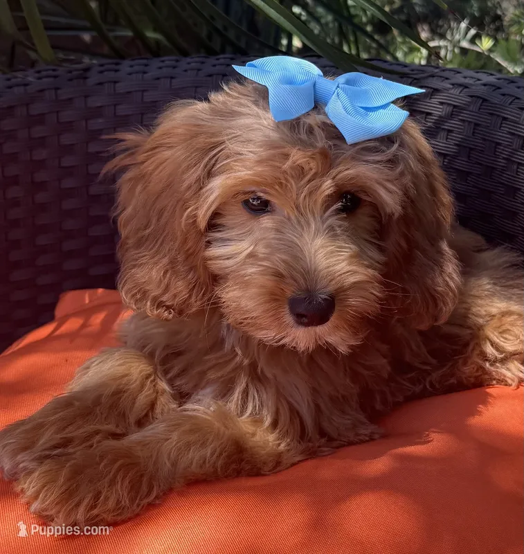 Mini goldendoodle  – Miniature Goldendoodle puppy for sale in Menifee, CA