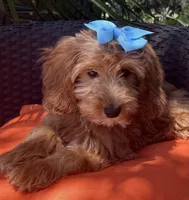 Mini goldendoodle , a female Miniature Goldendoodle for sale in Menifee, CA – 2 of 5