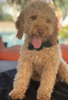 Mini goldendoodle green hazel eyes, a male Miniature Goldendoodle for sale in Menifee, CA – 4 of 8