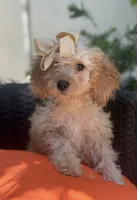 Cream mini goldendoodle , a female Miniature Goldendoodle for sale in Menifee, CA – 5 of 6