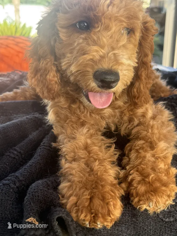 Boy mini goldendoodle  – Miniature Goldendoodle puppy for sale in Menifee, CA