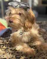 Mini goldendoodle green hazel eyes , a female Miniature Goldendoodle for sale in Menifee, CA – 2 of 8