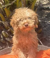 Mini goldendoodle boy hazel green eyes, a male Miniature Goldendoodle for sale in Menifee, CA – 2 of 5