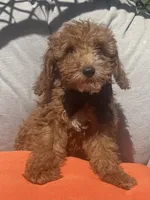 Boy mini goldendoodle , a male Miniature Goldendoodle for sale in Menifee, CA – 2 of 5
