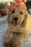   Mini goldendoodle beautiful cream, a female Miniature Goldendoodle for sale in Menifee, CA – 4 of 9