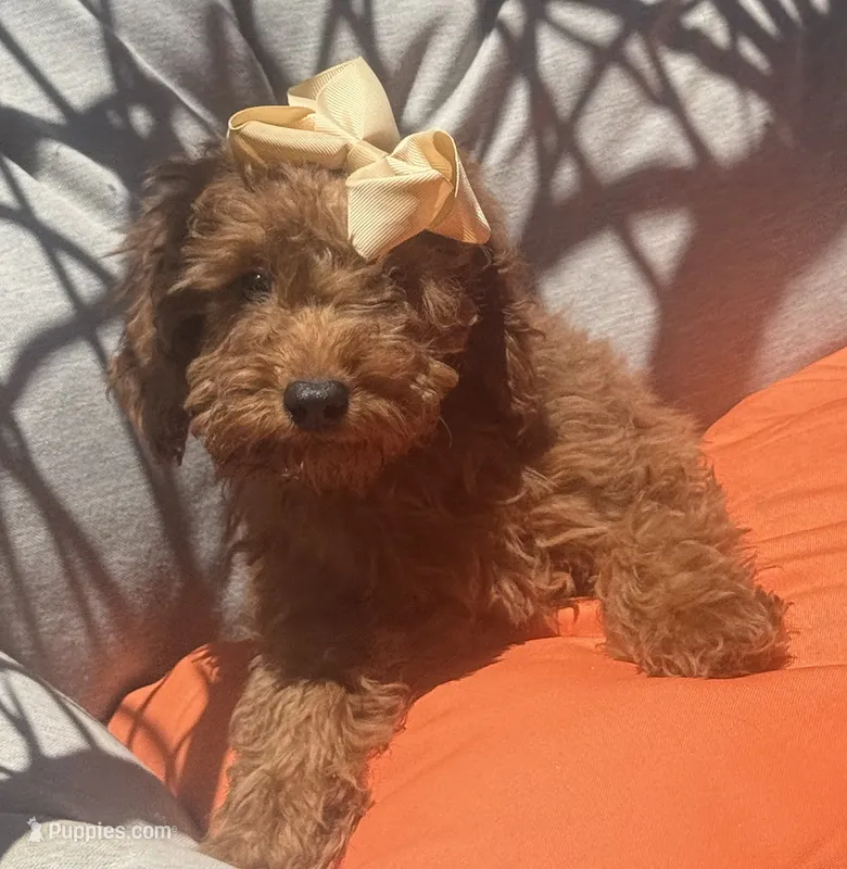 Mini goldendoodle  – Miniature Goldendoodle puppy for sale in Menifee, CA