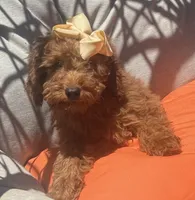 Mini goldendoodle , a female Miniature Goldendoodle for sale in Menifee, CA – 2 of 5