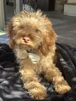 Mini goldendoodle green hazel eyes, a male Miniature Goldendoodle for sale in Menifee, CA – 4 of 6