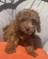 Boy mini goldendoodle , a male Miniature Goldendoodle for sale in Menifee, CA – 5 of 5