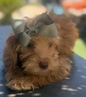 Mini goldendoodle green hazel eyes , a female Miniature Goldendoodle for sale in Menifee, CA – 5 of 8