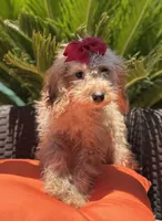 Mini goldendoodle cream color , a female Miniature Goldendoodle for sale in Menifee, CA – 5 of 6