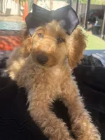 Mini goldendoodle beautiful , a female Miniature Goldendoodle for sale in Menifee, CA – 5 of 9