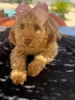  Goldendoodle, beautiful green hazel eyes, a female Miniature Goldendoodle for sale in Menifee, CA – 7 of 10