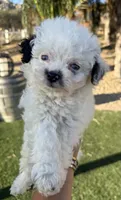 Beautiful blue eyes toy, Aussie Doodle, a female Miniature Aussiedoodle for sale in Menifee, CA – 4 of 4