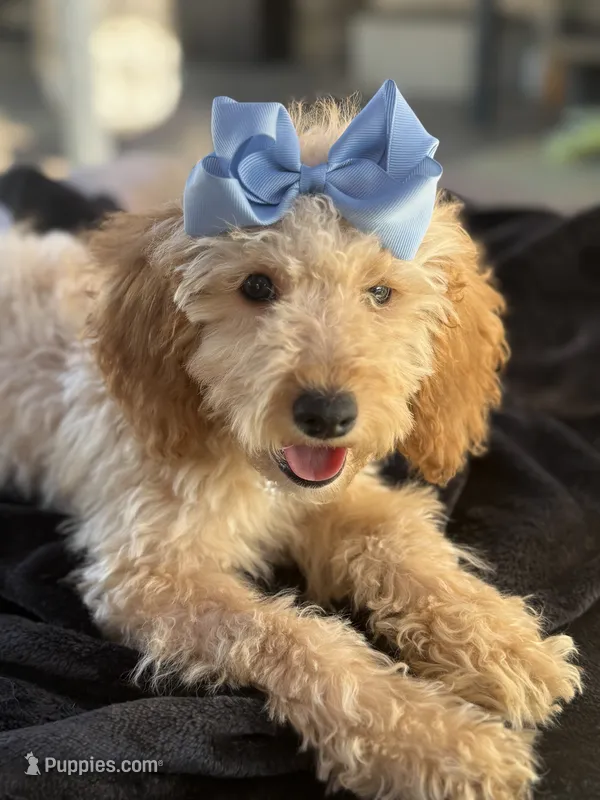 Beautiful mini goldendoodle  – Miniature Goldendoodle puppy for sale in Menifee, CA