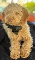 Mini goldendoodle green hazel eyes, a male Miniature Goldendoodle for sale in Menifee, CA – 1 of 8